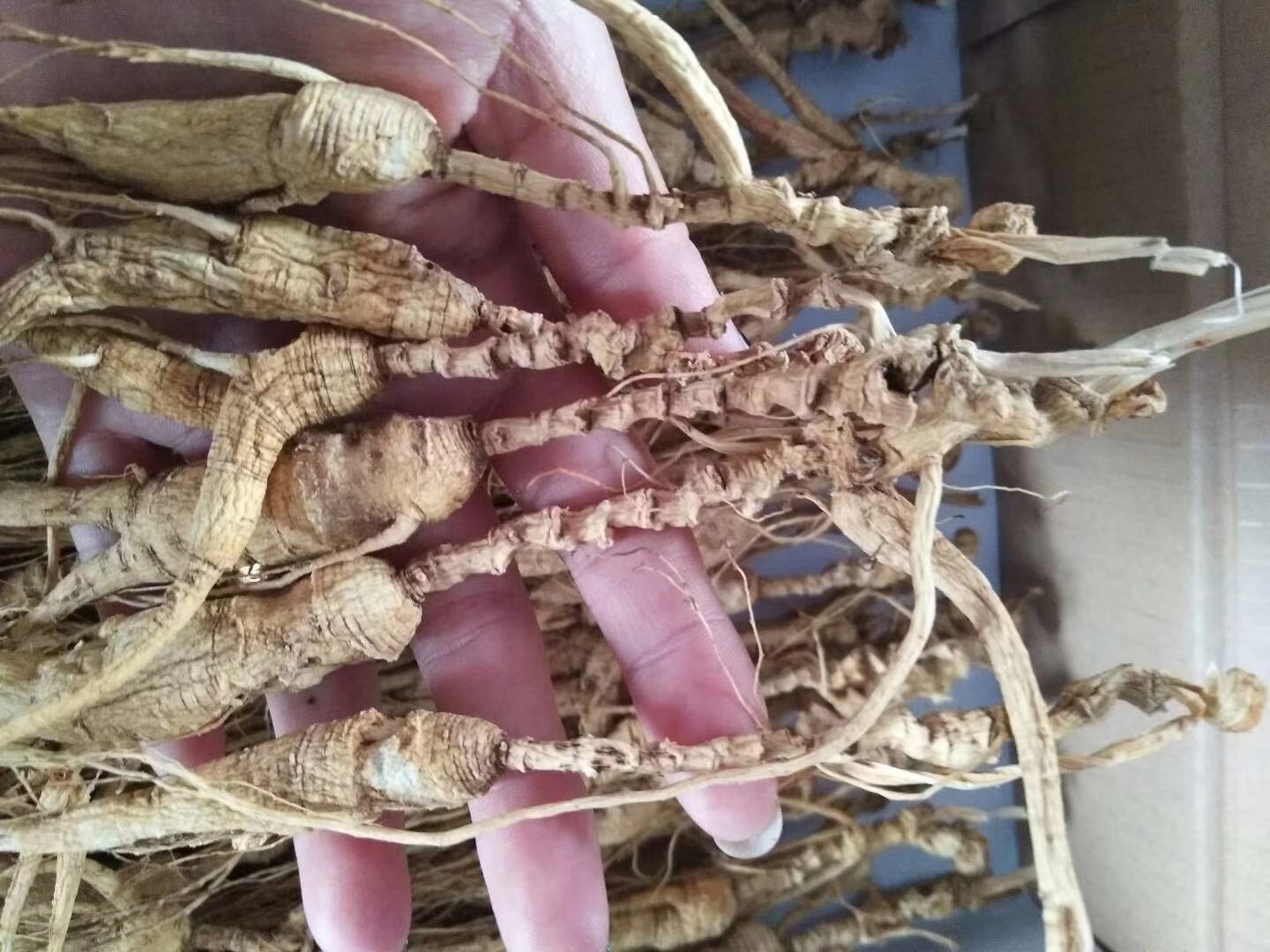 长白山采参人手持一株完整野山参，背景为原始森林环境，人参根部清晰可见，芦头、须条分明