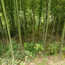 竹子