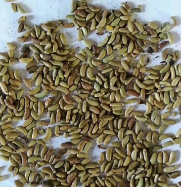 [紫穗槐种子批发]紫穗槐种子价格5.00元/斤 - 一亩田