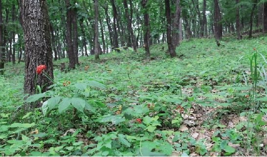 长白山原始森林中的野山参生长环境