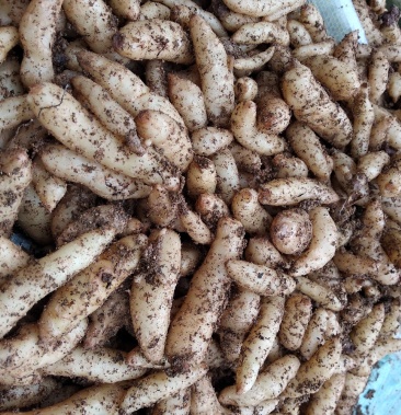 乌红杂交天麻零代麻子