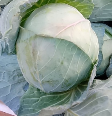 [圆包菜批发]铁包菜价格0.70元/斤 - 一亩田