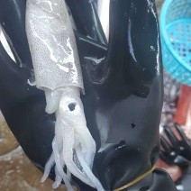 鱿鱼，东山小管，海兔，油管，野生活管