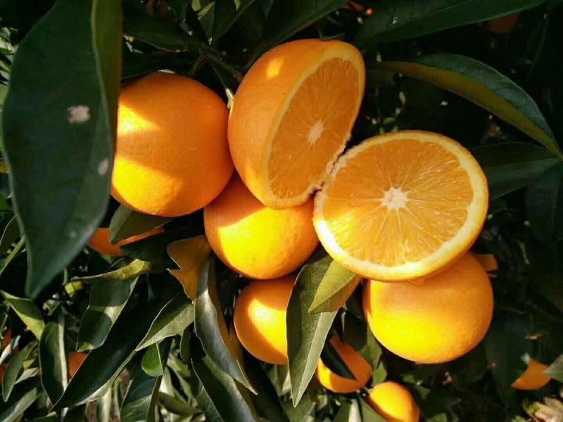 阳光洒落在四川金堂的脐橙果园中,农民或游客正在绿意盎然的果树间采摘饱满橙黄的脐橙,篮子里堆满了新鲜采摘的金堂脐橙,果皮光亮,背景为丘陵地貌和蓝天白云 金堂脐橙果园采摘场景