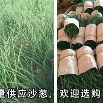 沙葱15~20c