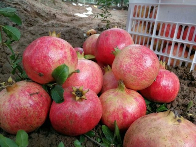 软籽与硬籽石榴种子横切面显微结构对比图