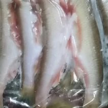 野生江鱼