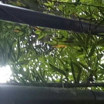 毛竹苦竹