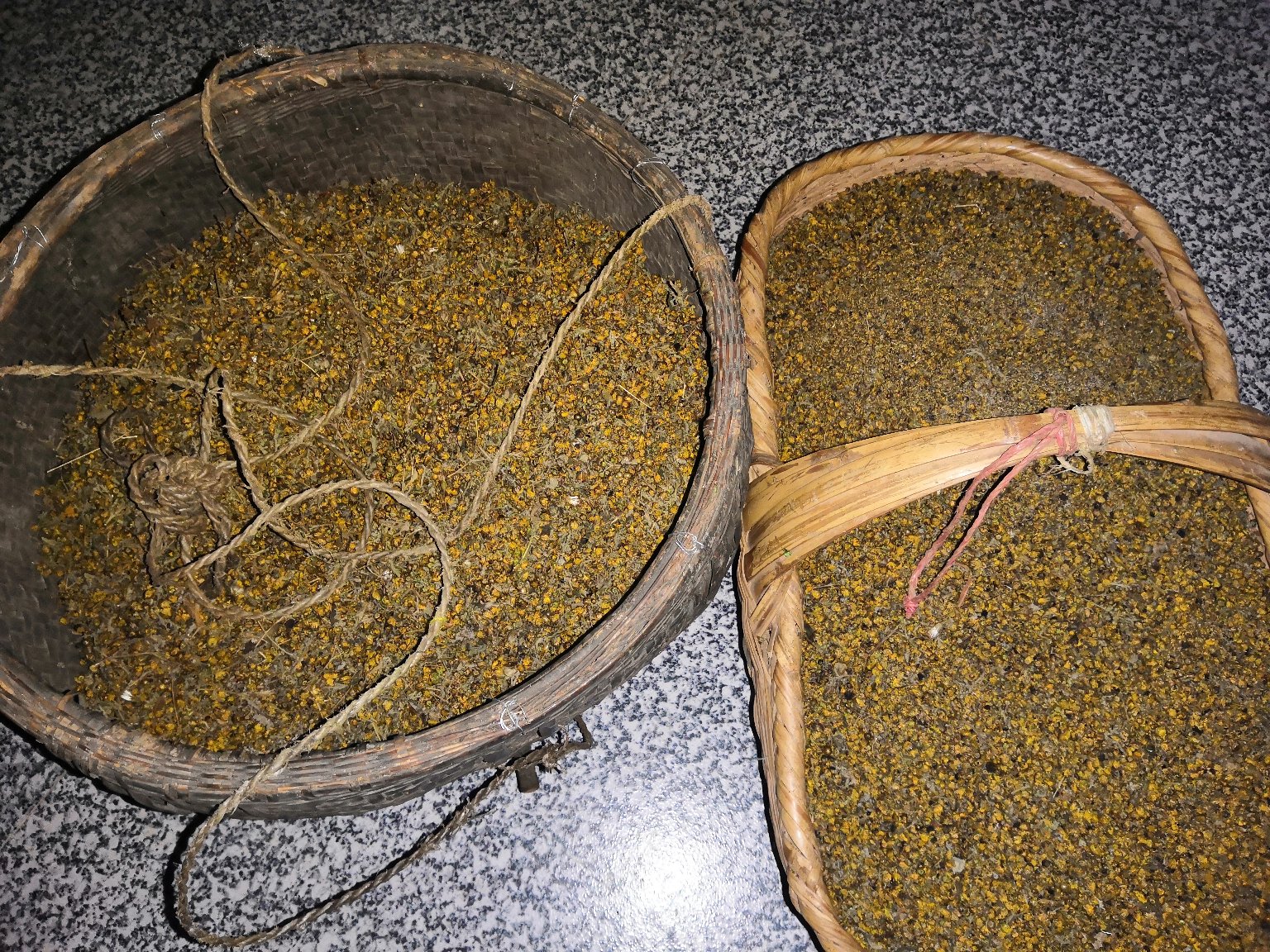 野菊花与其他草本搭配示意图