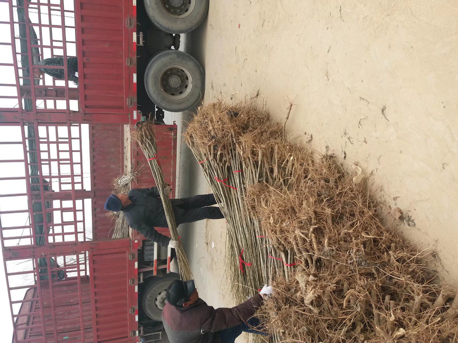 白皮松小苗出圃装车现场