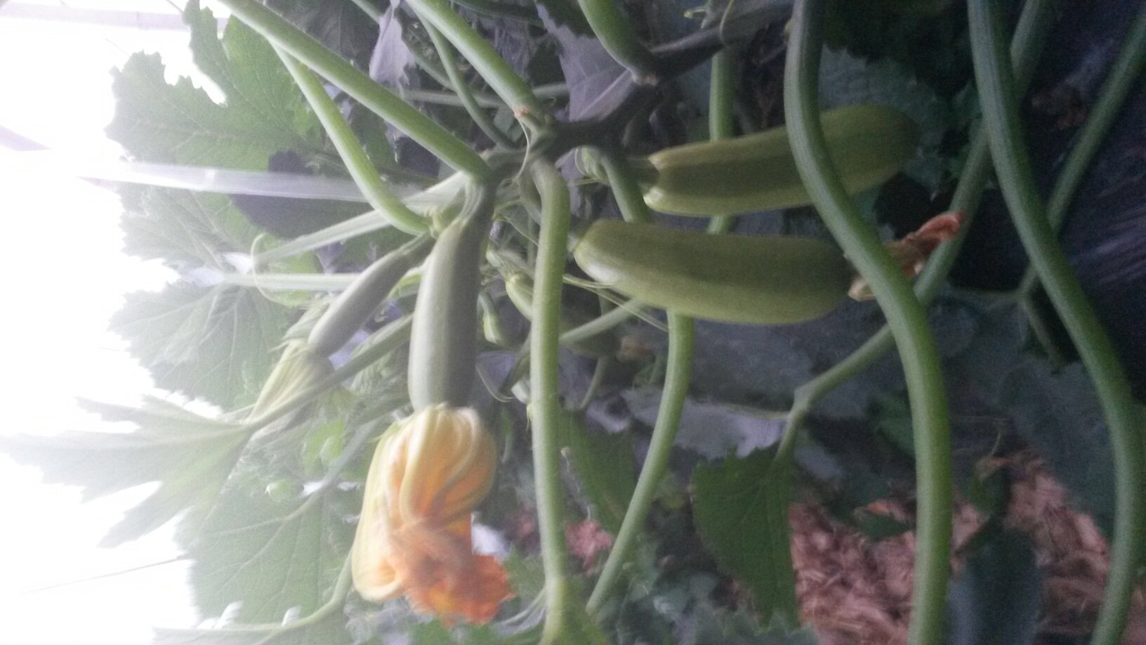 香芹营养成分分析图