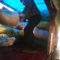 桐籽桐子桐子果产地直发总量900吨左右