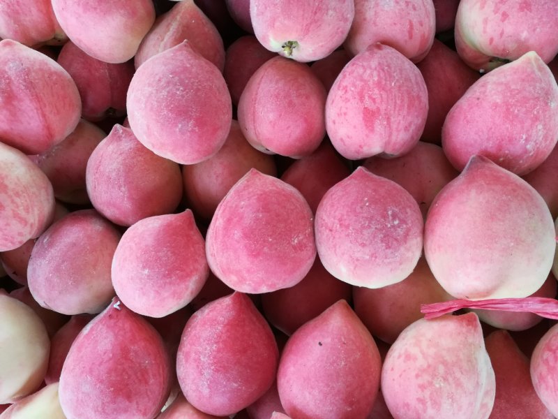 刘震货站常年代办本地大棚春雪毛桃二月上市,春雪毛桃口感脆甜,硬度好