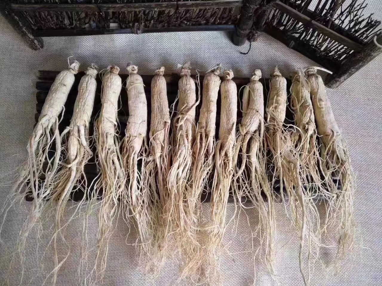 一株完整的优质生晒参,根须完整,表皮呈自然淡黄色,带有清晰的环状横纹和纵向皱纹,参体干燥坚硬,断面可见菊花状结构,背景为木质托盘,旁边摆放一把不锈钢镊子用于展示细节 生晒参特写