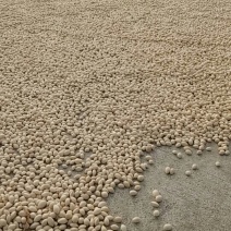 大中小白果