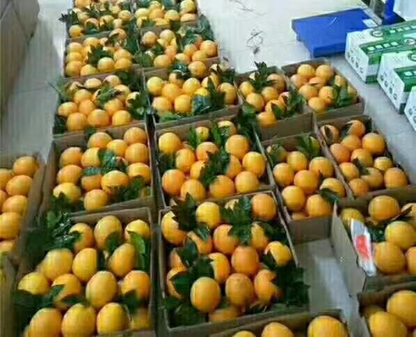 消费者品尝对比赣南不同产地脐橙场景图