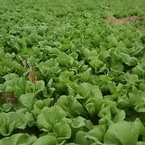 青菜