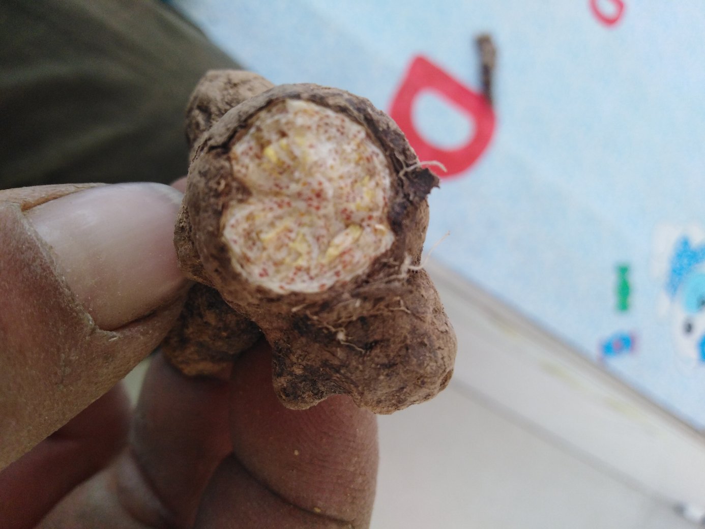 白芷(左)与白术(右)的干燥药材对比图,展示其外观特征 中药白芷与白术的药材图