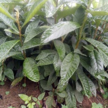 枇杷苗枇杷树苗枇杷芽苗包邮10-20公分