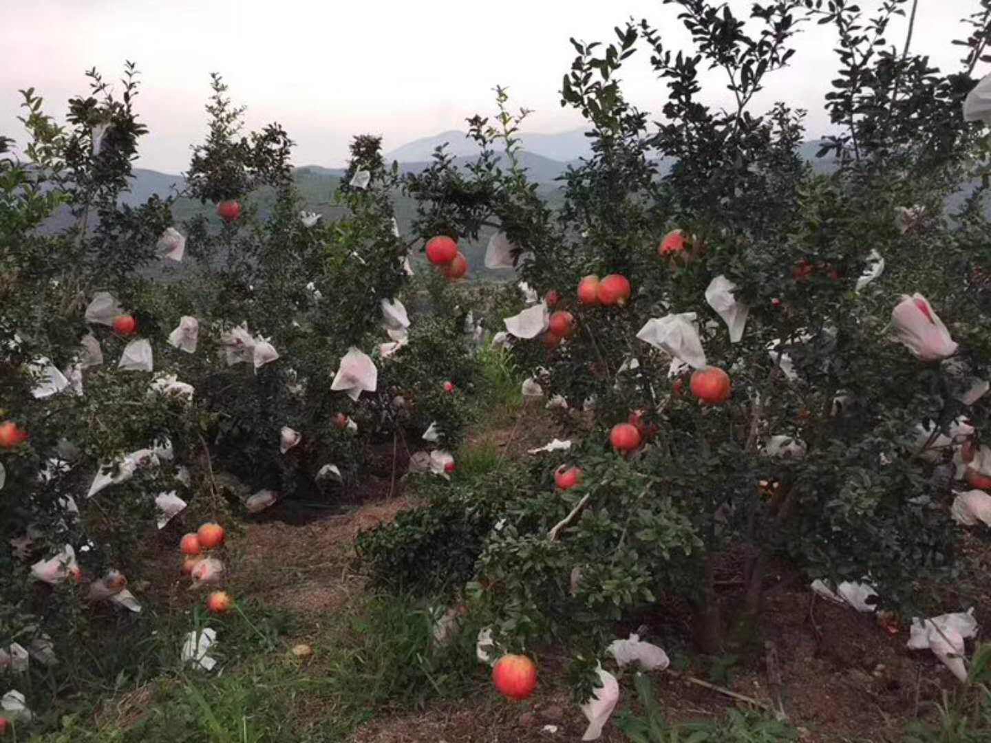 一片阳光充足的石榴果园中,多株突尼斯软籽石榴同时进入盛花期,枝头布满鲜红的单瓣花朵,每朵花有5-6片清晰分开的红色花瓣,中心露出明显的黄色花蕊,绿叶衬托下显得生机勃勃 果园中的突尼斯软籽石榴开花场景