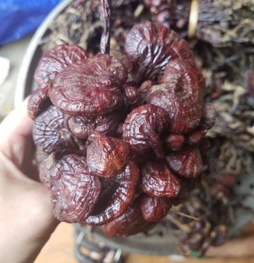 老挝野生小红灵芝-灵芝王