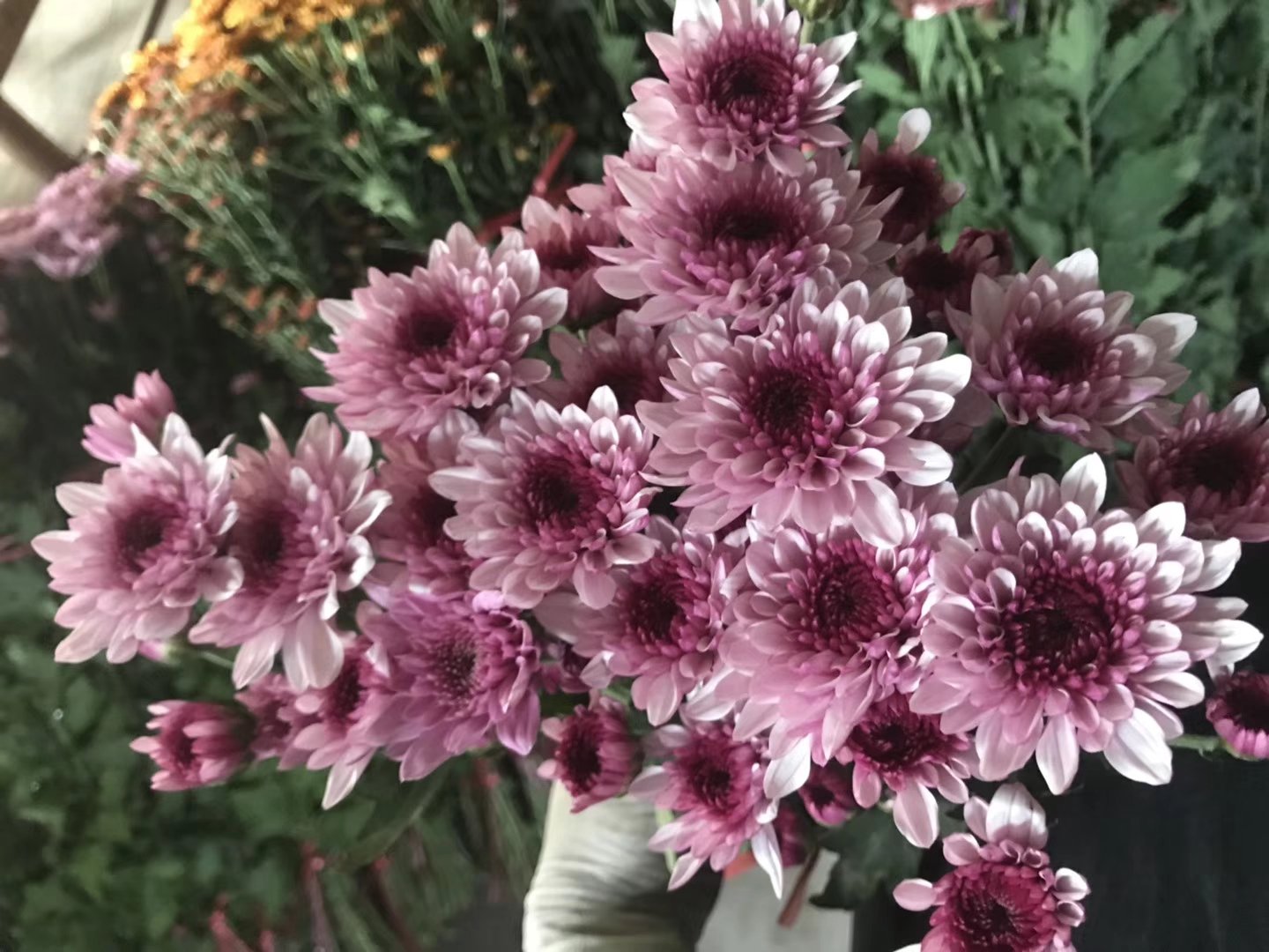 黑色雏菊特写镜头