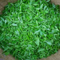 春茶