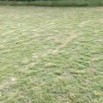 草皮