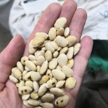 炒白扁豆