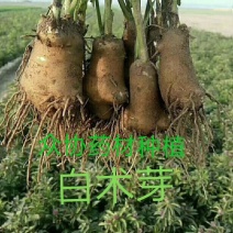 改良白术种苗，白术芽，白术芽子，药用白术
