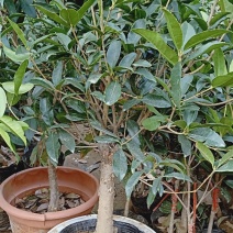 桂花树苗盆栽浓香花卉四季常青景原生高杆金桂丹桂天香台阁沉