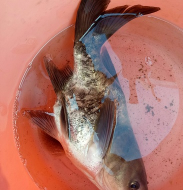 [鲢鱼批发]缩骨大头鱼价格10.00元/斤 - 一亩田