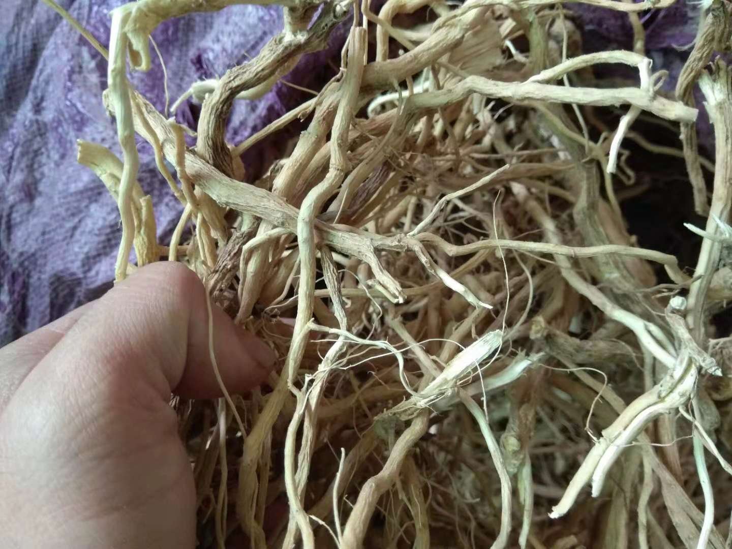 显微镜下花生红衣提取物抑制炎症因子示意图：荧光染色图像显示NF-κB信号通路蛋白表达减弱，细胞核呈蓝色，胞浆内目标蛋白荧光强度降低，标注‘TNF-α ↓42%’‘IL-1β ↓38%’