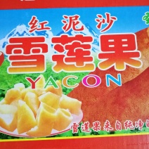 雪莲果新果上市了一件代市场精品货全年供应