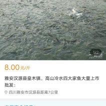 高山冷水鱼