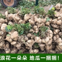凉薯地瓜沙土地优质出品专业代办价格美丽质量好走货快
