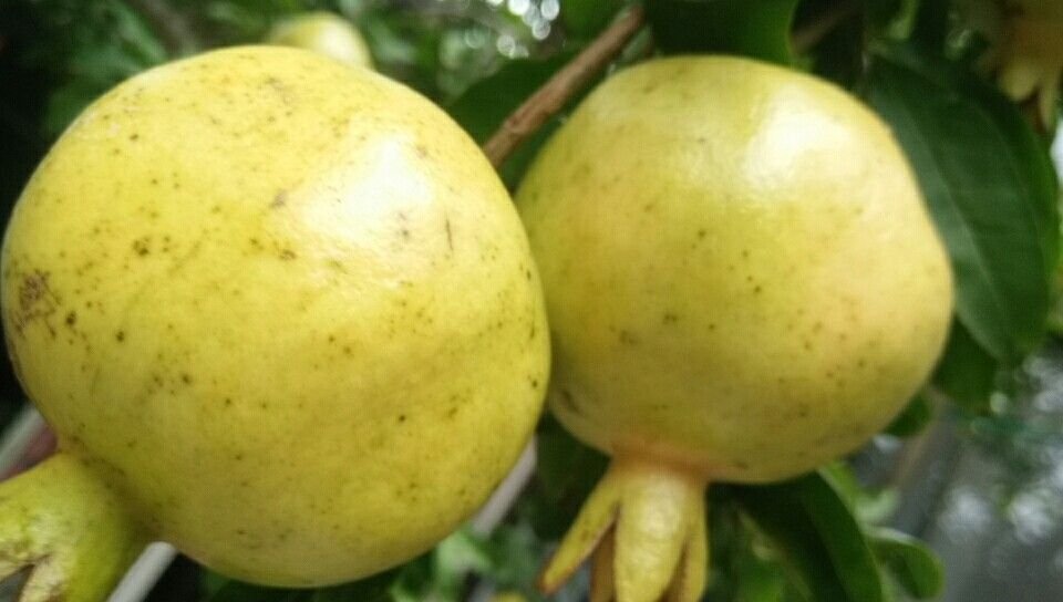 石榴表皮出现多个斑点,部分呈褐色和黑色,表面略显粗糙 石榴表皮斑点特写图