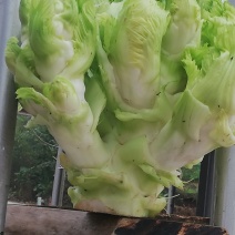 上等儿菜：一斤到四斤的大儿菜