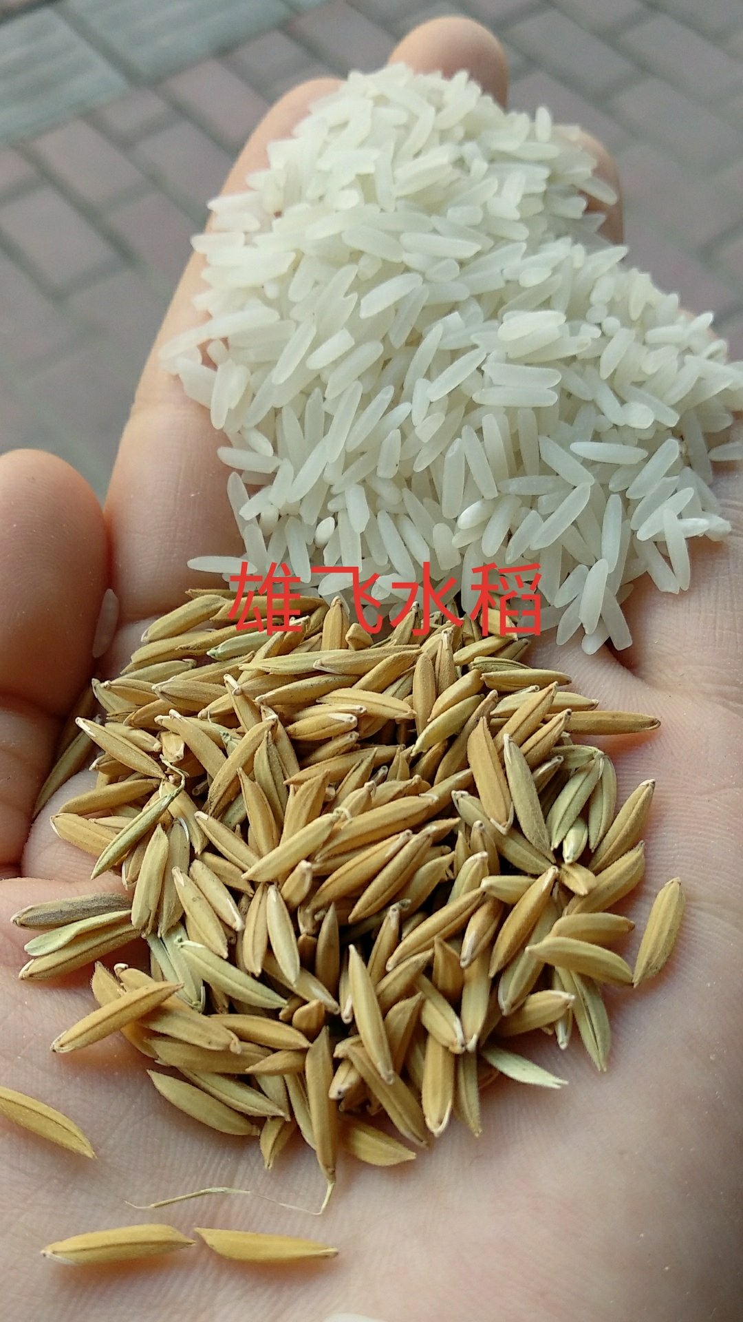 [籼稻谷批发]湖北荆州荆州区稻谷 1.45元/斤晚稻黄花粘 稻谷 _ 一亩田
