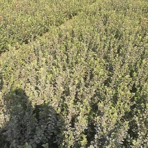 大量供应卫矛