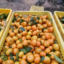 沙糖枯