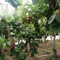 各种占地树杏树桃树苹果树