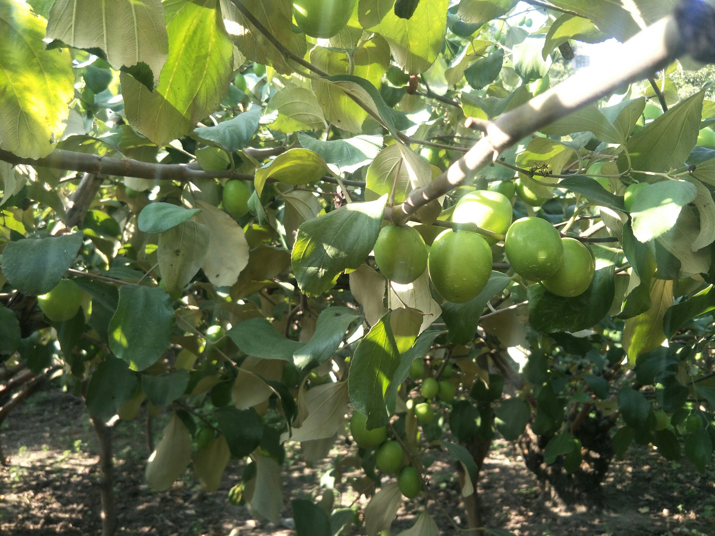 台湾青枣果园种植场景