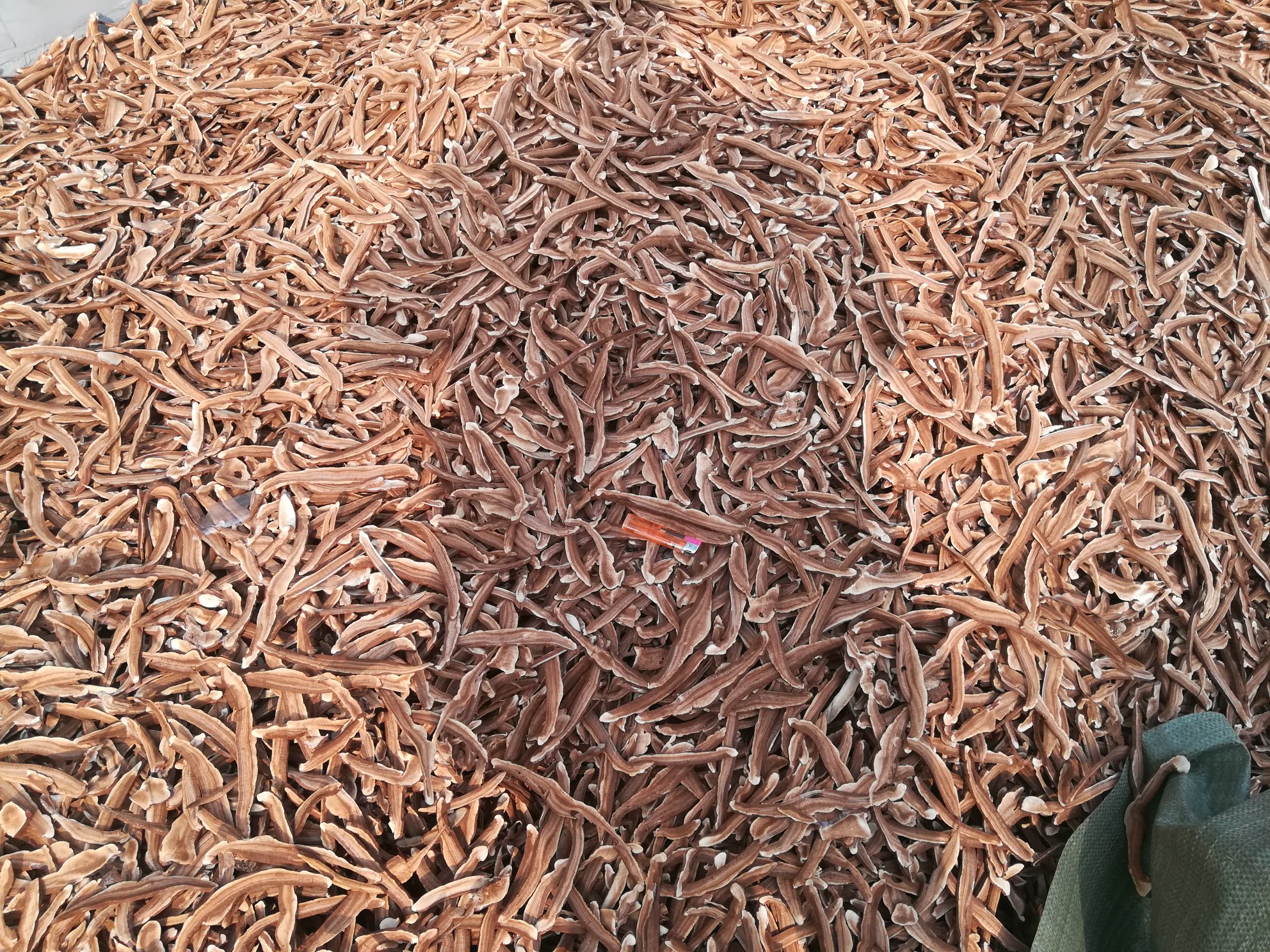 灵芝切片加工过程