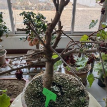 盆景苹果直径五公分以上高七十到一米