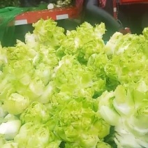 儿菜