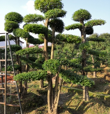 [造型树批发]20造型小叶女贞 造型水蜡 造型小叶冬青 基地批发规格齐