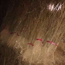 刺槐小苗，3-15公分刺槐树精品刺槐树，占地刺槐树