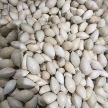 银杏果，