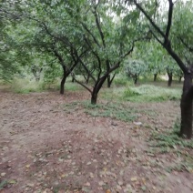 老杏树